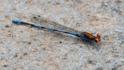 Argia oenea (Fiery-eyed Dancer).jpg